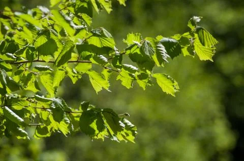 Sunlight on hazel leaves in the forest Stock Photos