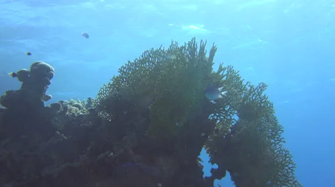 Sunlight Highlights A Coral Reef And Fish Curiously Watching 4K Stock Footage 68036864