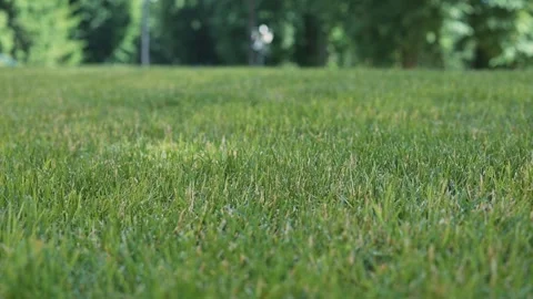 Sunlight highlights the green grass in a park. 動画素材 344526312