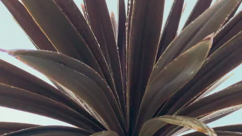 Sunlight highlights the sharp, textured leaves of an agave plant. Video stock 291391114