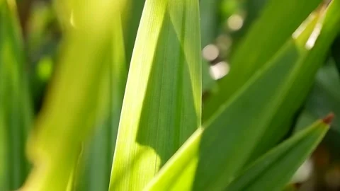 Sunlight hits green leaves. green foliage background Stock Footage 282925862