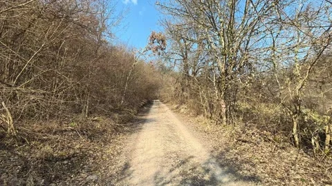 Sunlight hits a quiet dirt path through bare trees. Mount Rtanj Area, Serbia Vidéo 331278829