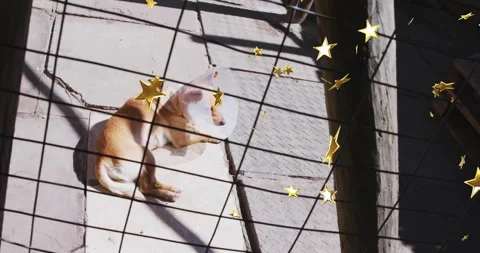 Sunlight hitting dog wearing cone causing star overlays within pen drifting left Stock Footage 314101016