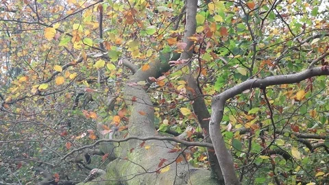 Sunlight hitting fallen tree leaves Stock Footage 86174518