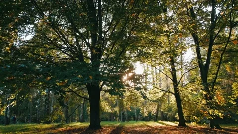 Sunlight hitting the leaves of a tree during sunset Video stock 195942352