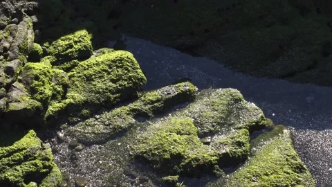 Sunlight hitting sea moss on rocks, Jogashima island, Kanagawa Prefecture, Japan Stock Footage 151433338