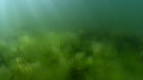 Sunlight illuminate the bottom covered with Dwarf eelgrass (Zostera noltii) and Stock Footage 295764030