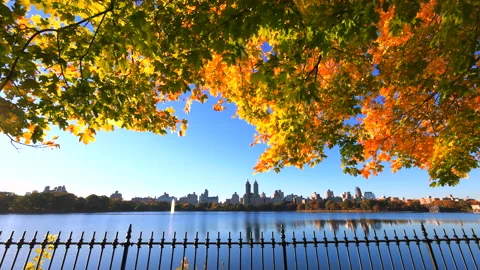 Sunlight illuminates autumn leaf color trees in Central Park New York City Stock-Footage 220364040