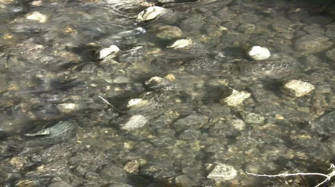 Sunlight illuminates the bottom of shallow stream (High Definition) Stock-Footage 69220