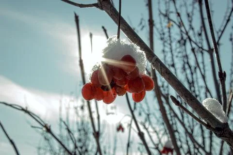 Sunlight illuminates a cluster of red berries covered with a snow Stock Photos