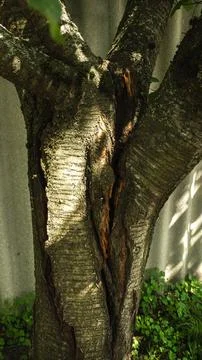 Sunlight illuminates a damaged tree trunk, revealing cracks, decay, and Stock Photos