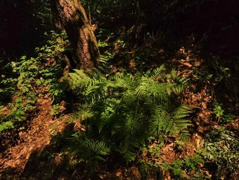 Sunlight illuminates ferns growing near a tree trunk in a dark forest Stock Photos