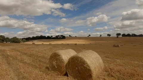 Sunlight illuminates a field of rolled hay bales 動画素材 93457025