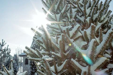 Sunlight illuminates fluffy snow covered branches of a conifer tree in winter Stock Photos