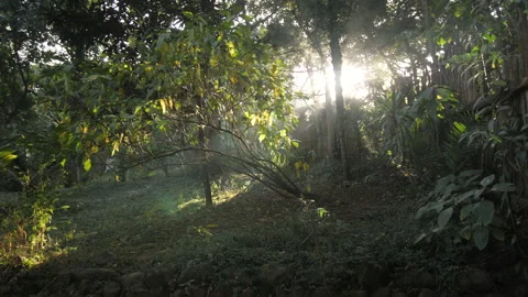 Sunlight illuminates the forest with a coffee tree in the middle, in Ethiopia Stock Footage 230573553