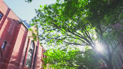 Sunlight illuminates fresh green and Emmanuel Anglican Church at West Village Video stock 305198744