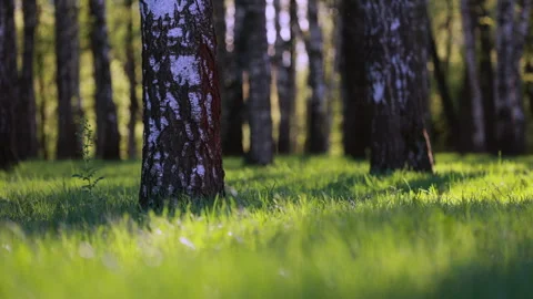 Sunlight Illuminates Green Grass In A Birch Grove, With White Tree Trunks In The Stock Footage 314417489