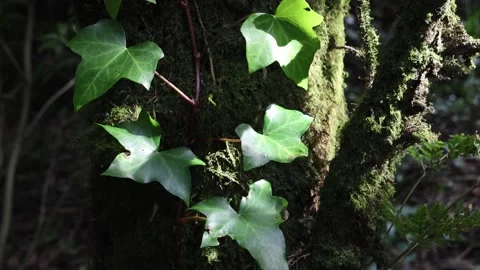 Sunlight illuminates green ivy Stock Footage 276958694