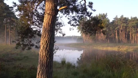 Sunlight illuminates a misty lake surrounded by pine trees Stock Footage 292924407