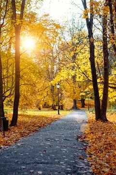 Sunlight illuminates a park path lined with trees and scattered with orange a Stock Photos