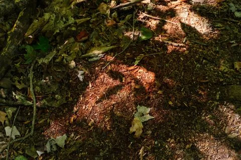 Sunlight illuminates a patch of forest floor covered in shredded red wood mulch Stock Photos