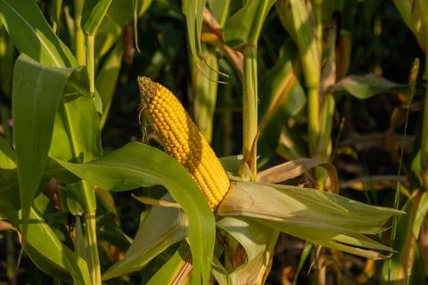 Sunlight illuminates ripe corn cobs in a lush field, showcasing the fruits .. Stock Photos