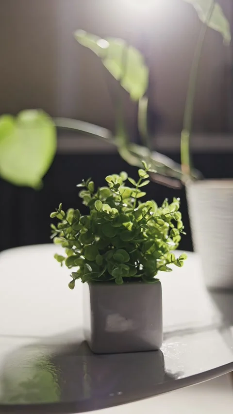 Sunlight illuminates a small green plant in a modern gray planter on a white Stock Footage 339175029