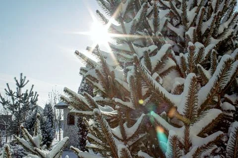 Sunlight illuminates snow covered branches of a conifer tree in winter Stock Photos
