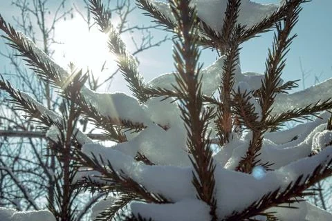 Sunlight illuminates snow covered branches of a young conifer spruce in winter Stock Photos