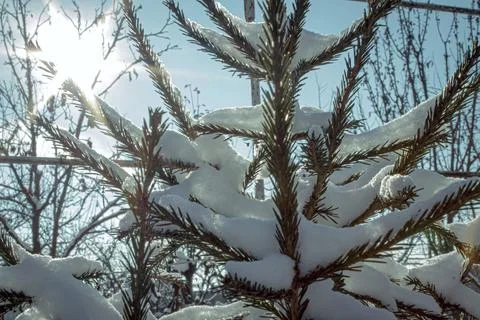 Sunlight illuminates snow covered branches of a young conifer spruce Stock Photos