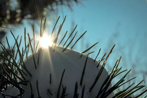 Sunlight illuminates snow covered needles of a conifer tree against the sky Stock Photos