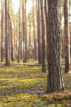 Sunlight illuminates tall pine trees in a quiet forest with moss Stock Photos