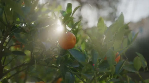 The sunlight illuminates a tangerine in a tree in a garden Stock Footage 229555727