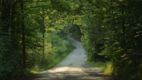 Sunlight illuminates tree covered road handheld Video stock 132763838