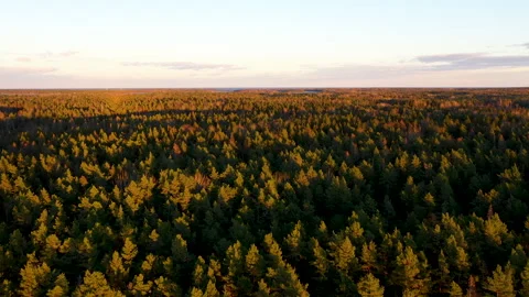 Sunlight illuminates a vast evergreen forest at sunset, aerial view Stock Footage 289006926