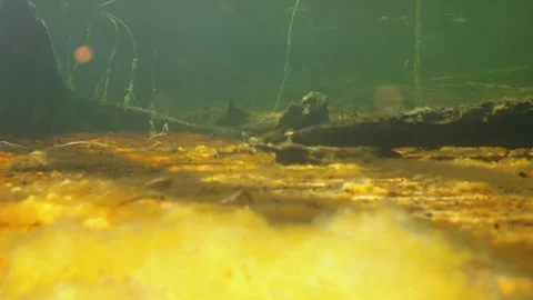 Sunlight illuminating algae on peat bottom of a forest lake. Focus in the Stock Footage 122034423