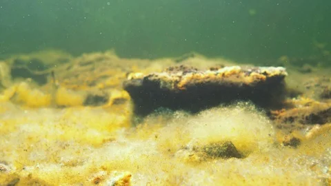 Sunlight illuminating algae on peat bottom of a forest lake Stock Footage 122034605