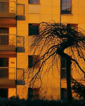 Sunlight illuminating bare tree branches creating shadows on orange facade of Stock Photos