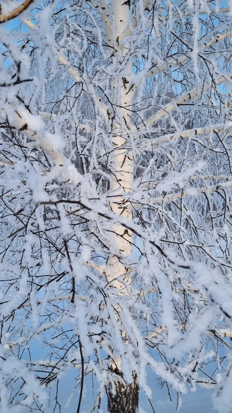 Sunlight illuminating a birch tree trunk in a beautiful winter forest. Stock Footage 327128318