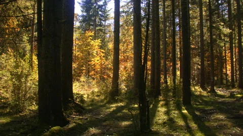 Sunlight illuminating a dense alpine forest Stock Footage 258936592