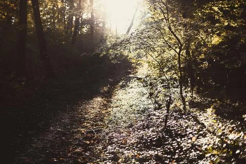 Sunlight illuminating dense forest landscape photo Stock Photos