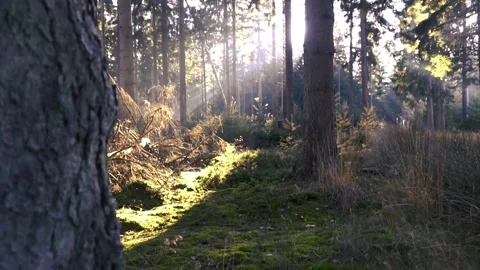 Sunlight illuminating forest floor through trees Видео 289663410