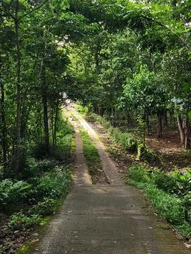 Sunlight illuminating a forest path in nature. Stock Photos
