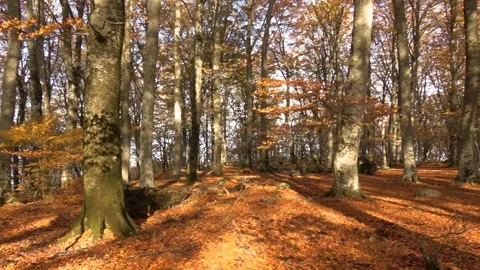 Sunlight illuminating a forest of tall trees Stock Footage 283536559