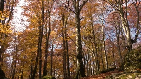 Sunlight illuminating a forest of tall trees Stock Footage 283536643