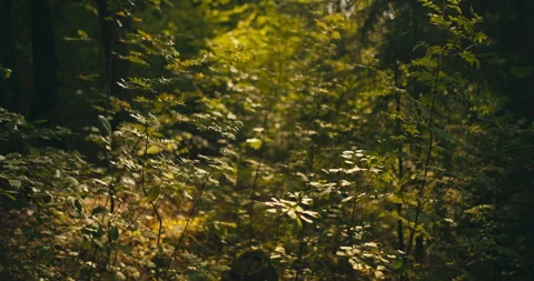 Sunlight illuminating forest undergrowth in dense woodland Vidéo 340997691