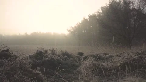 Sunlight illuminating misty forest clearing Stock Footage 293082777