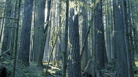 Sunlight Illuminating Moss-Draped Trees in Dense Temperate Rainforest Stock Footage 340526731