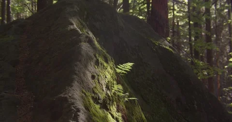 Sunlight Illuminating Mossy Rock And Fern In Bohemian Paradise Forest Vídeo Stock 345151782