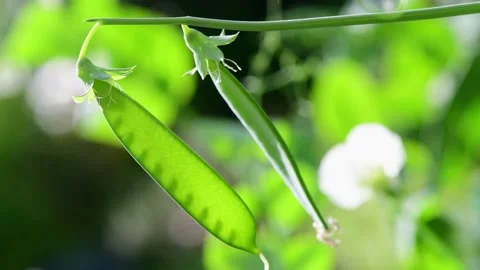 Sunlight illuminating peas growing in pod Stock Footage 196991927